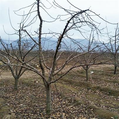 陕西哪里有苹果树拖毒苗木(陕西盆栽苹果