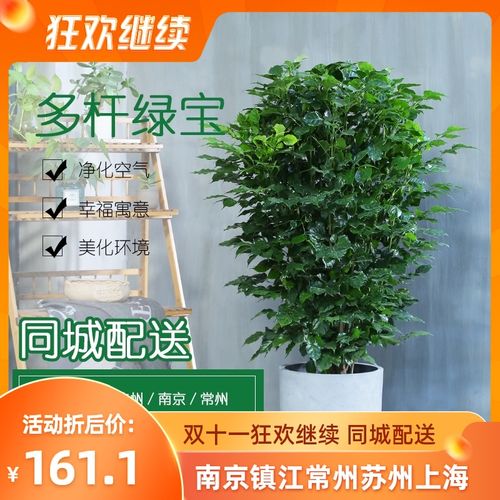 南京办公室植物出租(南京办公室花卉出租