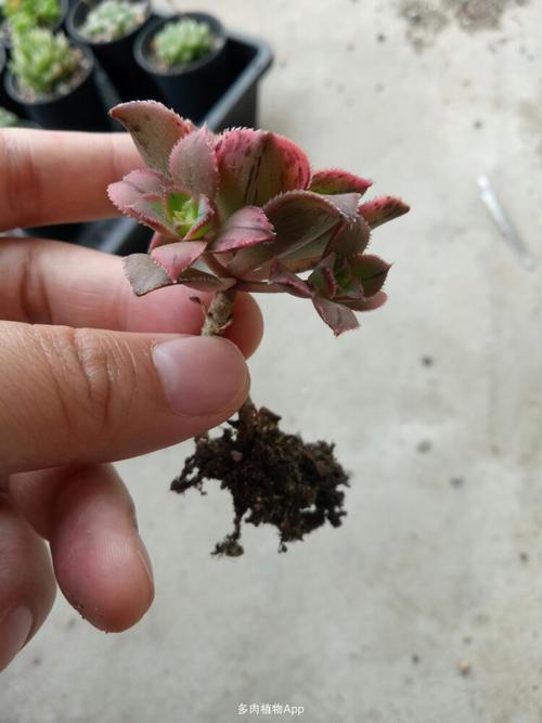 多肉植物摘取侧芽(多肉植物怎么爆侧芽