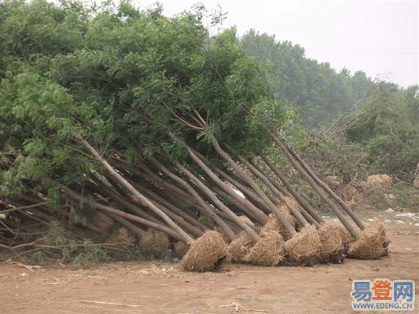 <strong>天津苗木人联系方式(如皋苗木市场联系方</strong>