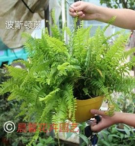 家中养蕨类植物好吗(哪种蕨类植物最好养