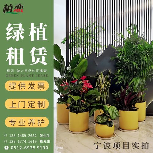 办公室植物租摆价格(董事长办公室植物