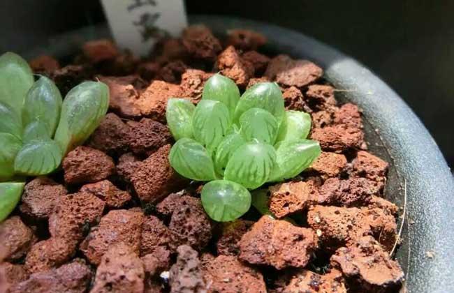 夏天给多肉植物换盆(买回家的多肉植物换