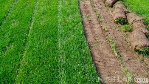 开原市苗木花卉草坪种子批发怎么样