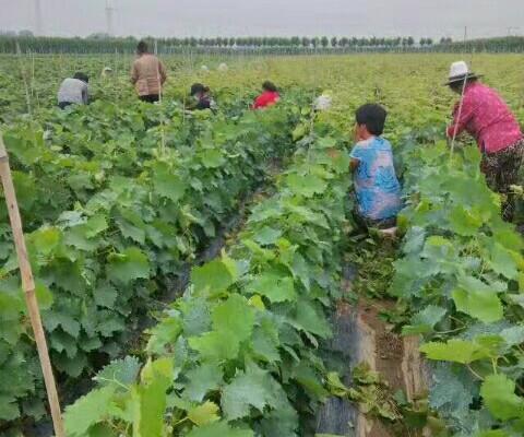 阳光玫瑰葡萄苗_联系利群苗木基地