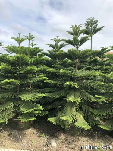 广东南洋杉苗木场(广东南洋杉种植基地