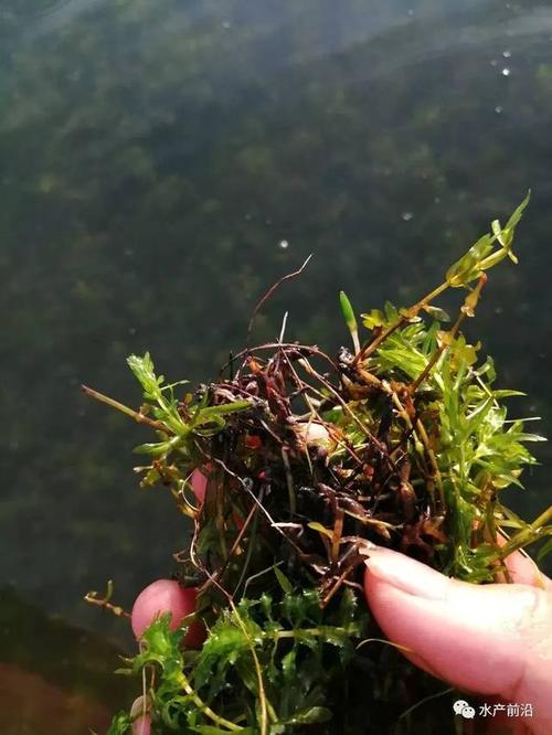 水培植物根部发黑且植株枯萎(水培植物根