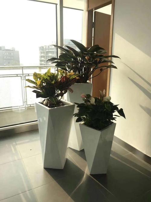 植物搭配组合盆景(植物组合盆景图片大全)