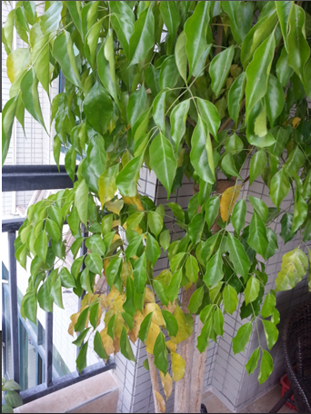 植物叶子黄边怎么回事儿(植物叶子黄尖是