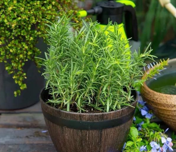 家里什么植物可以驱蚊(种什么植物驱蚊