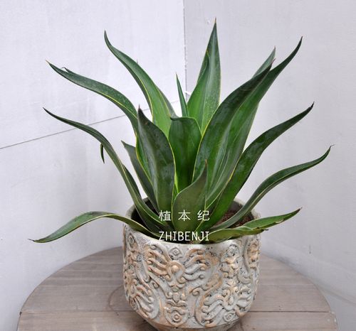 盆栽植物种类及价格(小盆栽植物价格)