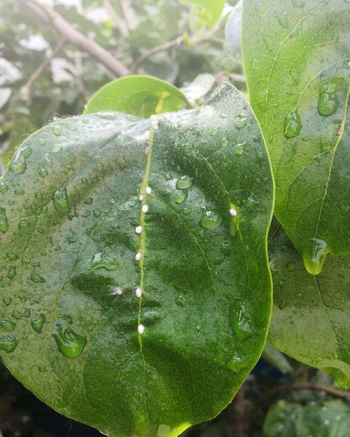 室内植物病虫害防治(植物病虫害防治的基