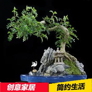 <strong>艺术盆栽植物照片(盆栽植物过程的照片</strong>