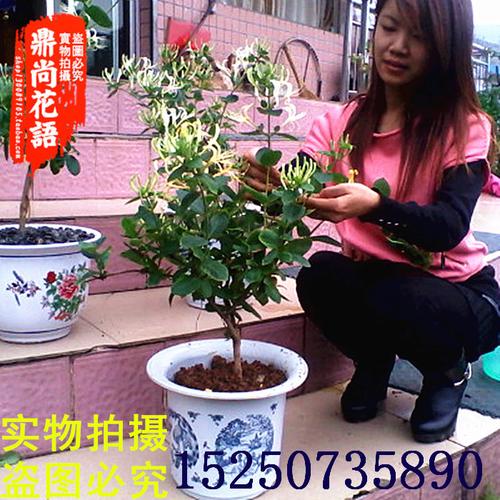 <strong>那卖金银花植物(金银花属于什么科植物</strong>