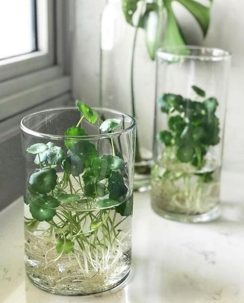 可以水培养的植物(花瓶水培养什么植物