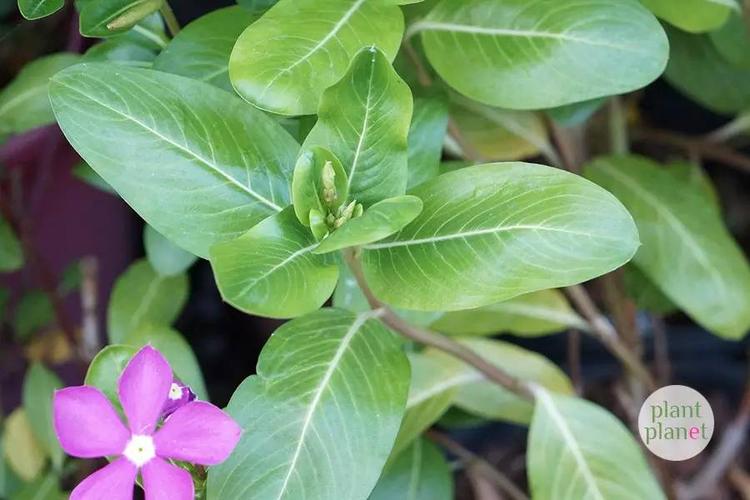 什么花植物有毒吗(植物一帆风顺花有毒吗