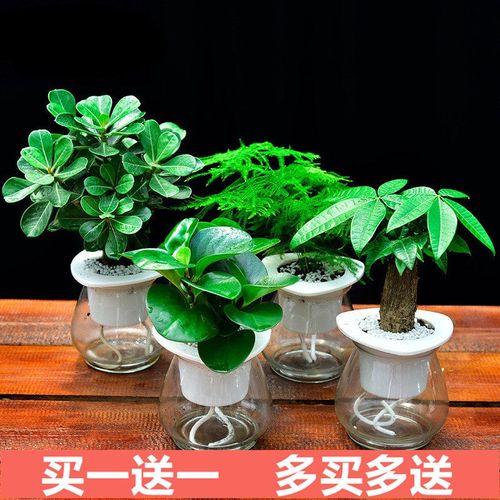 适合家庭养护的盆栽植物(盆栽植物冬季养