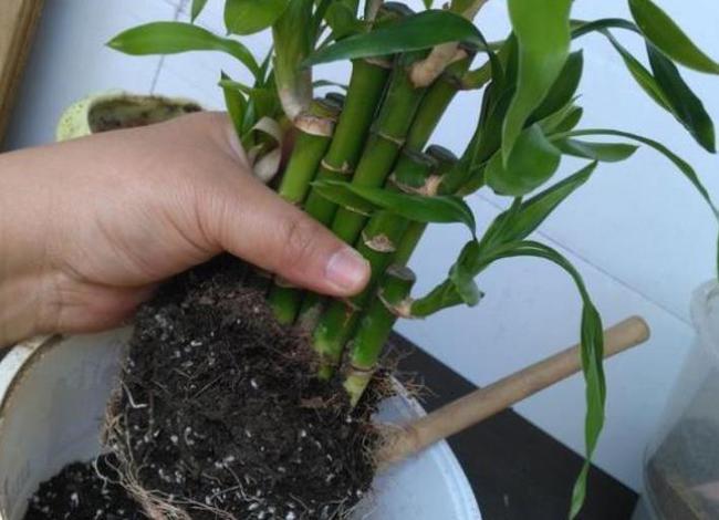 植物移盆后停止生长(换盆后植物生长停止