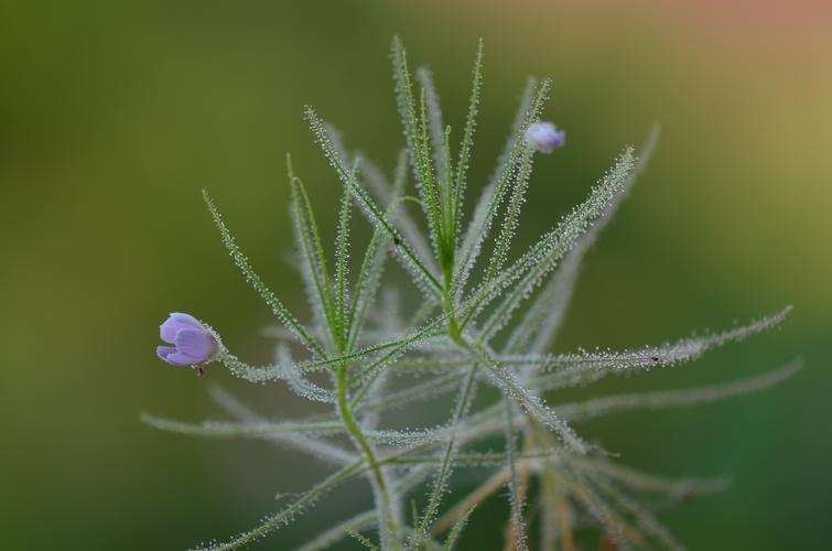 终年阴暗处生长的植物(适合暗处生长的植