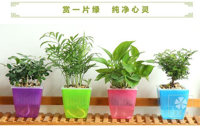 易种植的办公室盆栽植物(牛油果植物盆栽