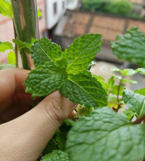 驱蚊虫的植物有哪些(驱蚊虫的植物有哪些