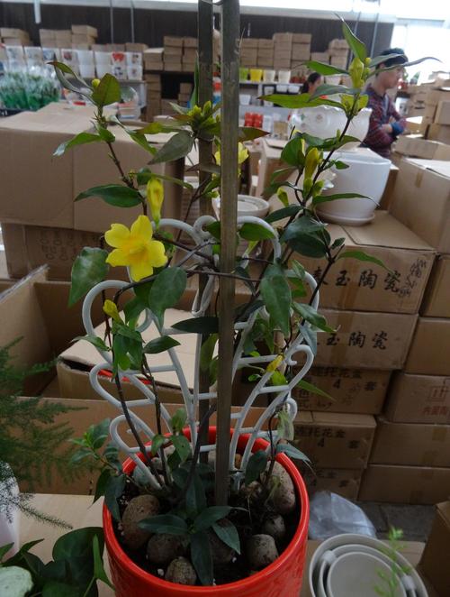 有趣植物的趣闻(植物世界里的趣闻)