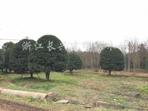 建国千亩苗木基地(山东临沂千亩苗木基地