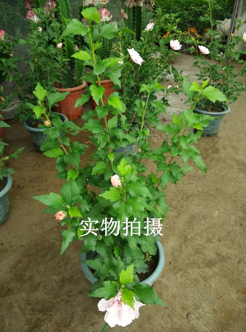 木槿是什么植物(木槿是什么科植物)