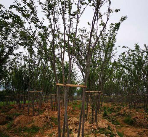 嘉兴瑞宏苗木种植基地怎么样