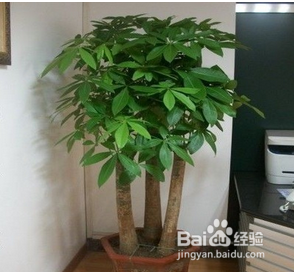 家养绿色植物名称(适合家养的绿色植物)