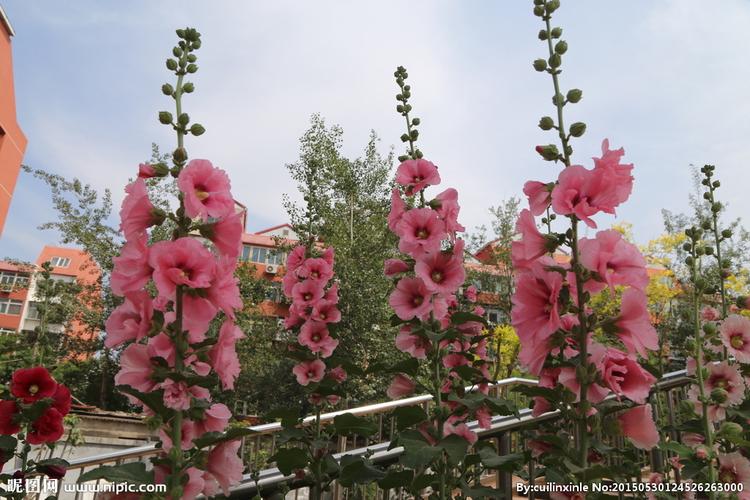 蜀葵是什么类别的植物(黄蜀葵是什么植物)