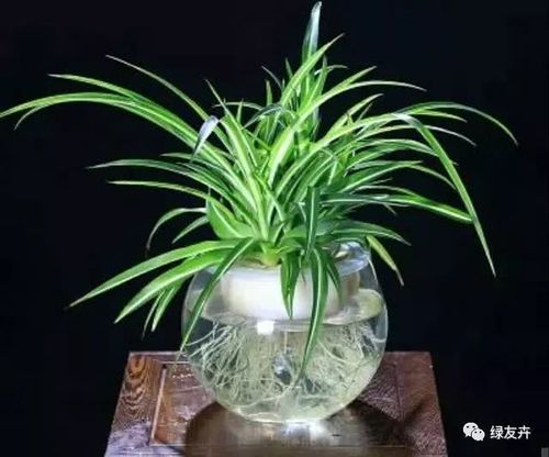 水培植物用什么肥料(水培植物用营养液还