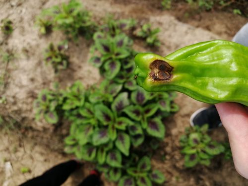 吃了炭疽病植物怎么办(得了炭疽病的植物