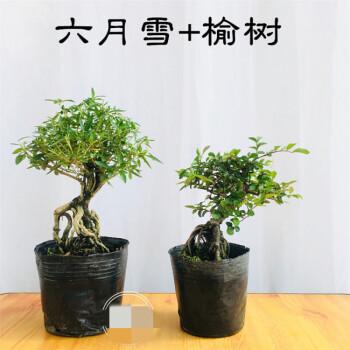 六月雪植物价格(和六月雪相似的植物)