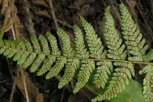 蕨类植物作用(蕨类植物作用)