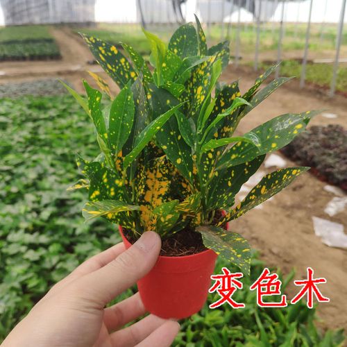 木本观叶植物有什么种类