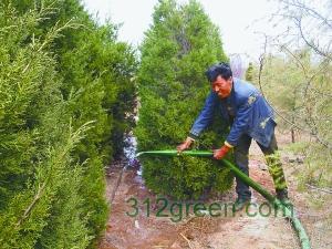 绿化苗木浇水时间(绿化苗木浇水协议)