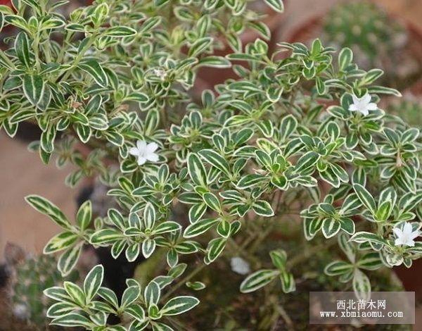 穿地雪草本植物(草本植物紧致液)