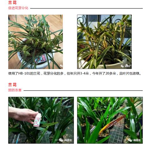 进口种兰花石植物料