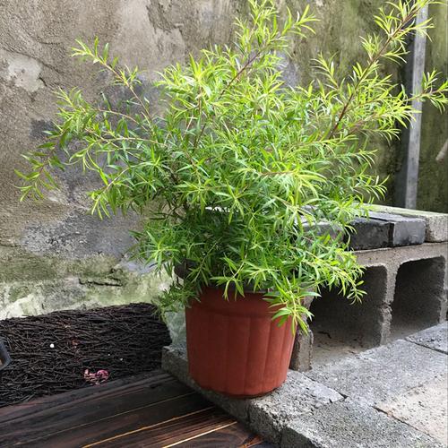 上海地区庭院常用盆栽植物