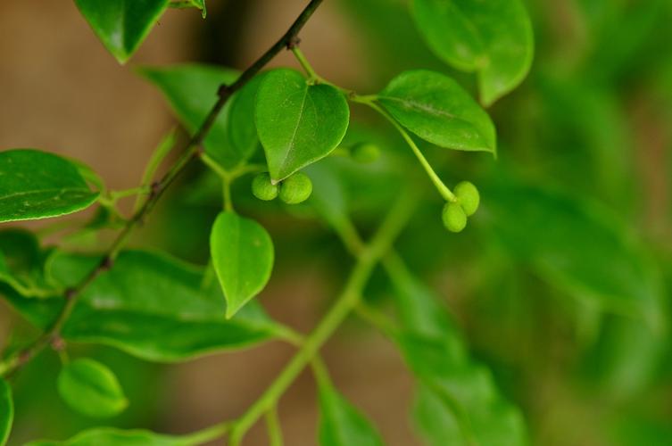 藤科植物大全(爬藤科植物)