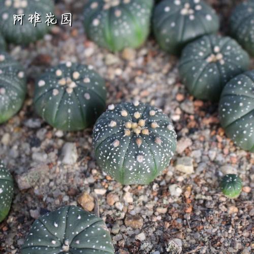 星球多肉植物种子温度(多肉植物星球怎么