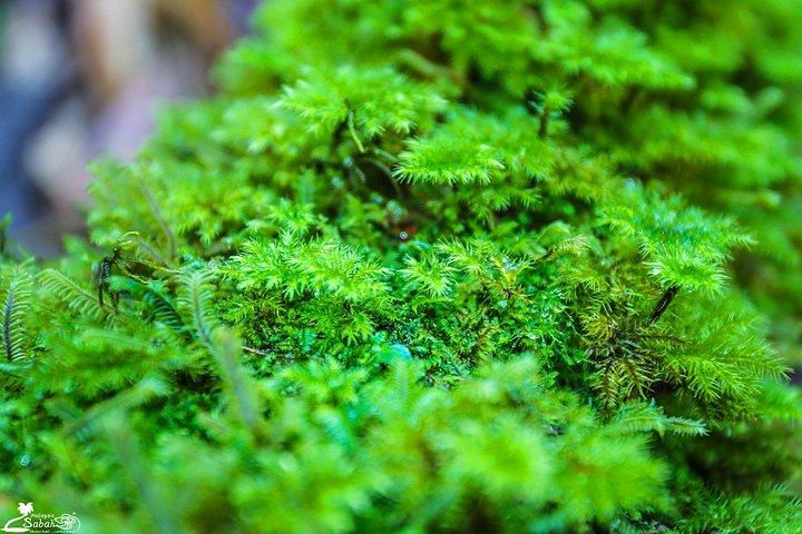 苔藓是什么类植物(苔藓植物的特征是什么)