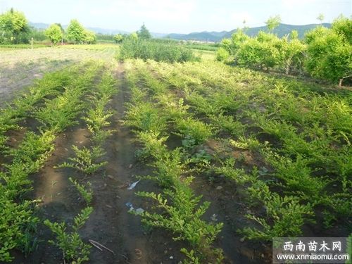 北方植物习性