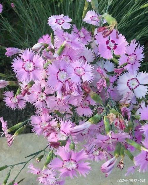 花卉植物的意义(好养活的室内花卉植物