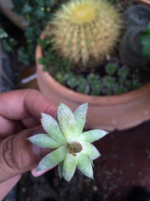 多肉植物上的白粉(多肉植物上的白粉被雨淋掉以