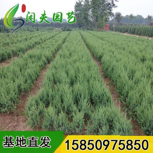 公墓适合栽植苗木(适合公墓栽植的苗木