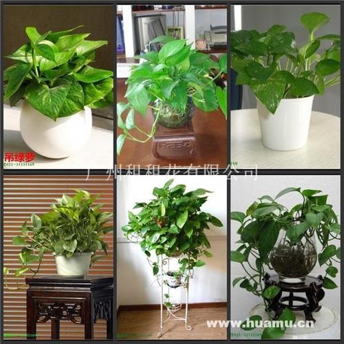 4月植物养护(植物养护小妙招)