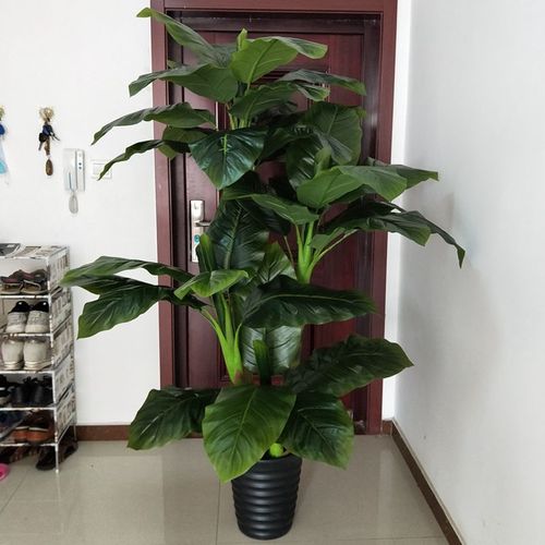 大植物盆栽的价格(小盆栽植物价格)