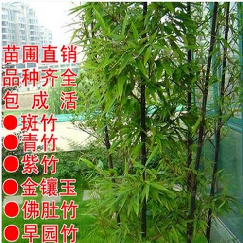 房山石楼镇紫竹苗木